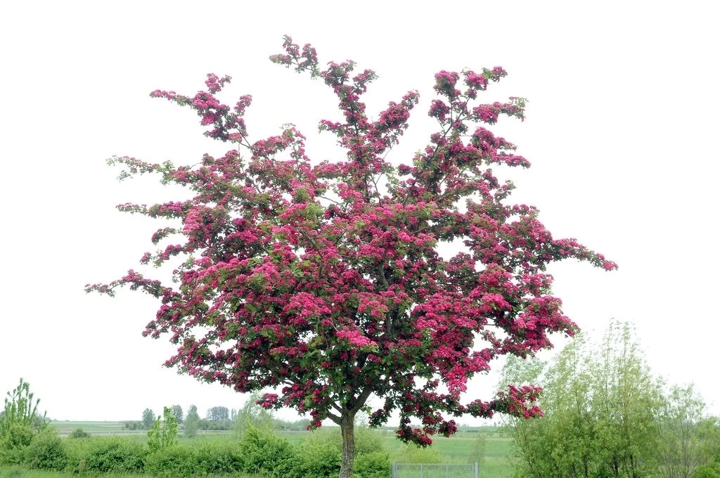 Rode Meidoorn Als Leiboom (Crataegus 'Paul's Scarlet') - Afbeelding 2