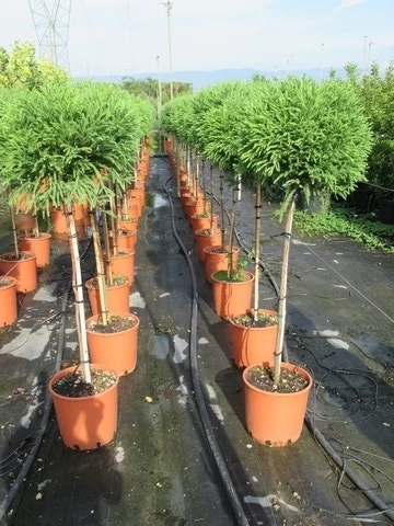 Sikkelden Op Stam (Cryptomeria Japonica 'Globosa Nana') - Afbeelding 5