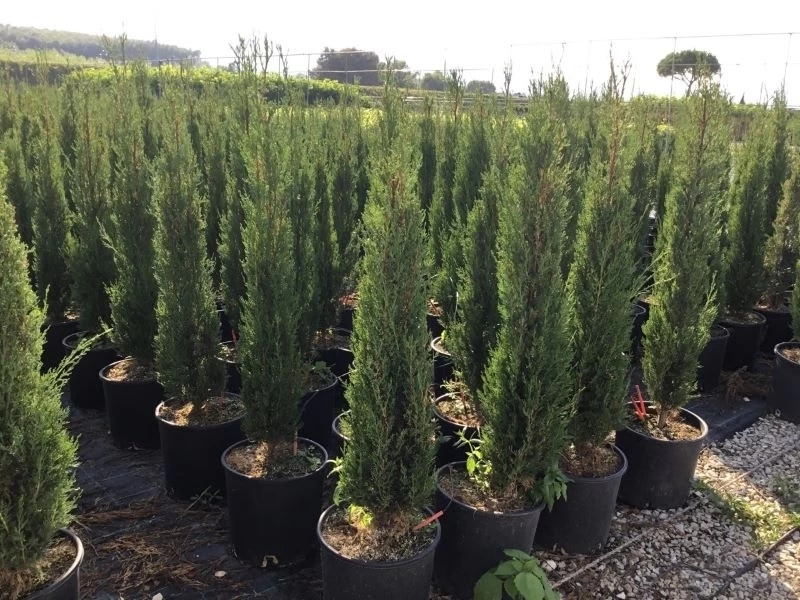 Italiaanse Cypres (Cupressus Sempervirens 'Stricta') - Afbeelding 19