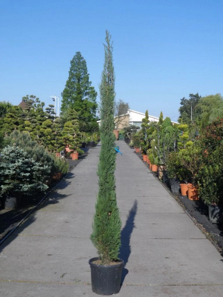 Italiaanse Cypres (Cupressus Sempervirens 'Stricta') - Afbeelding 17