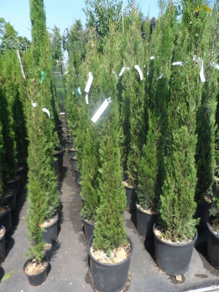 Italiaanse Cypres (Cupressus Sempervirens 'Stricta') - Afbeelding 11