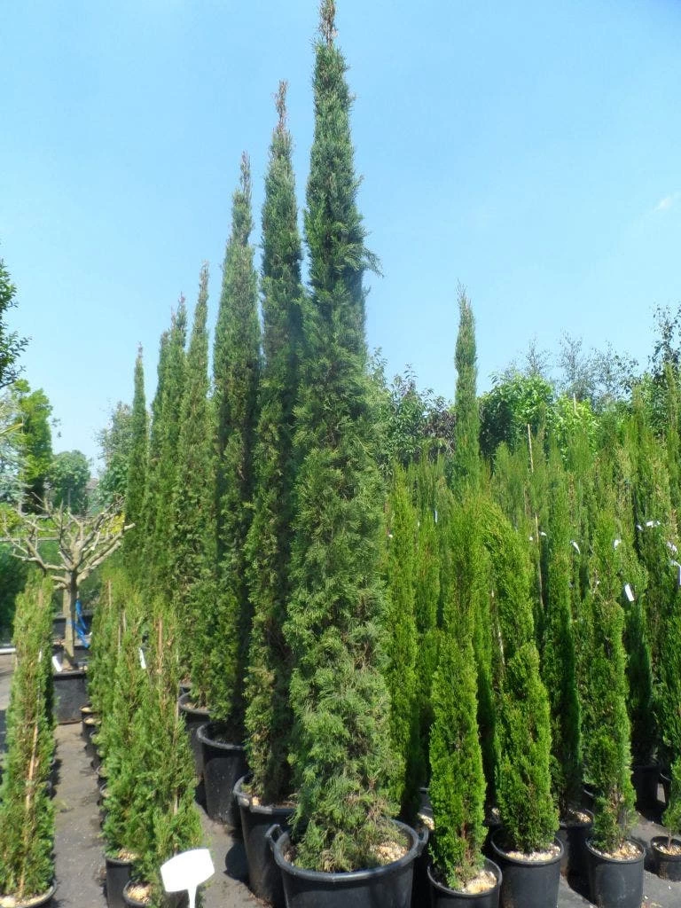 Italiaanse Cypres (Cupressus Sempervirens 'Stricta') - Afbeelding 14