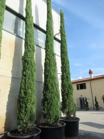 Italiaanse Cypres (Cupressus Sempervirens 'Stricta') - Afbeelding 20