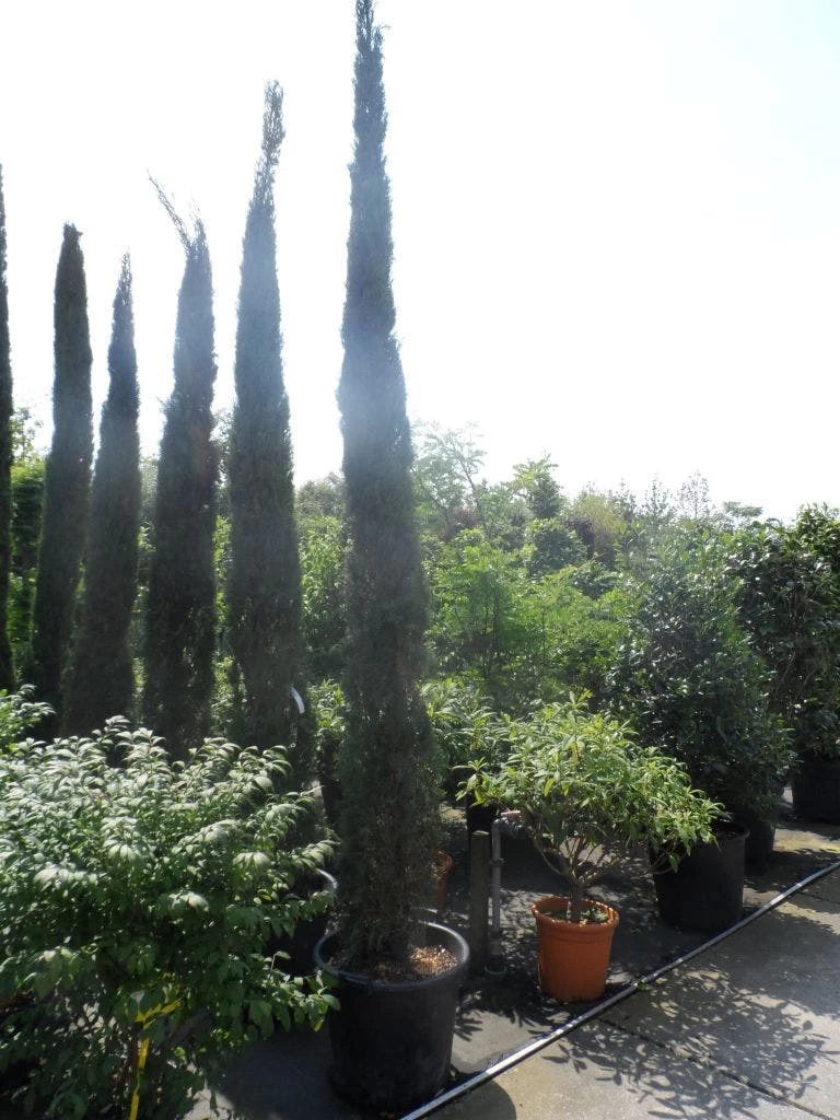 Italiaanse Cypres (Cupressus Sempervirens 'Stricta') - Afbeelding 15