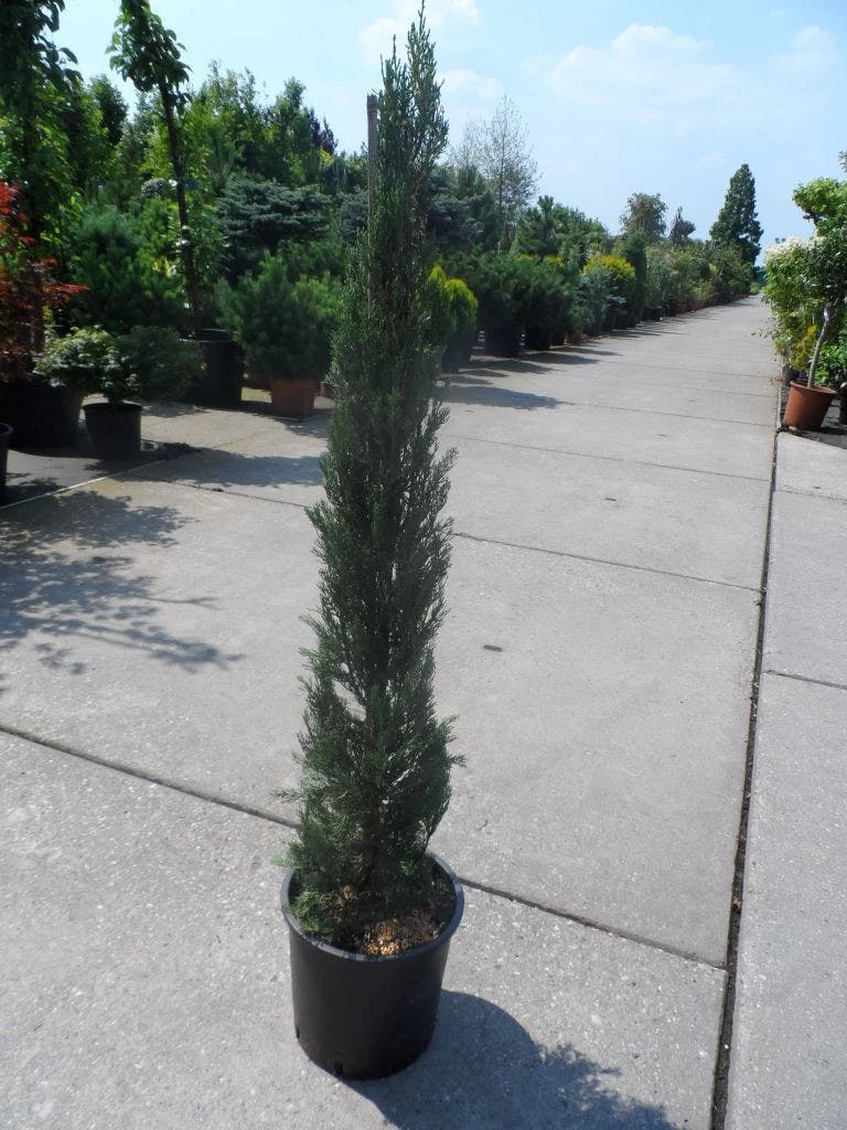 Italiaanse Cypres (Cupressus Sempervirens 'Stricta') - Afbeelding 12