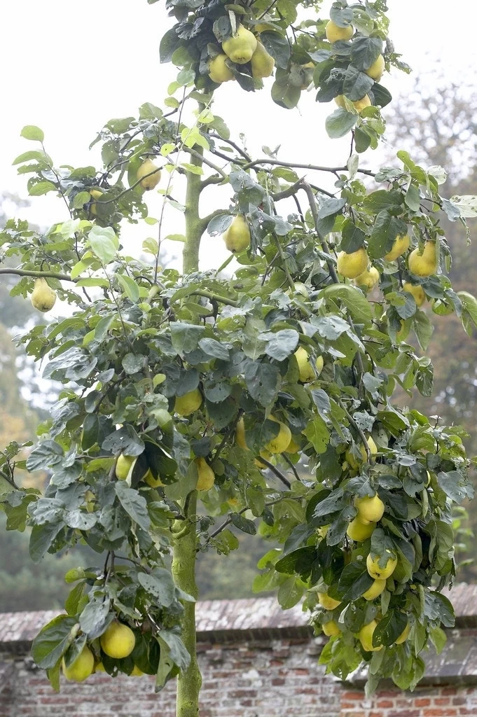 Kweepeer (Cydonia Oblonga 'Rea's Mammoth') - Afbeelding 2