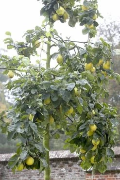 Kweepeer (Cydonia Oblonga 'Portugal')