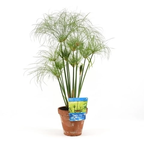Papyrusplant (Cyperus Percamenthus) - Afbeelding 4