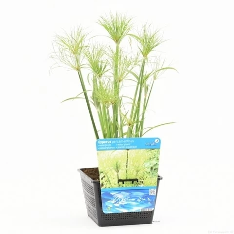 Papyrusplant (Cyperus Percamenthus) - Afbeelding 3