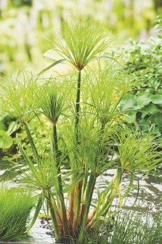 Papyrusplant (Cyperus Percamenthus) - Afbeelding 2