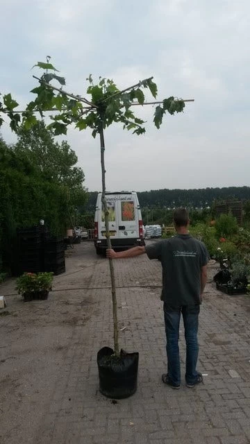 Dakplataan (Platanus Hispanica ) - Afbeelding 9