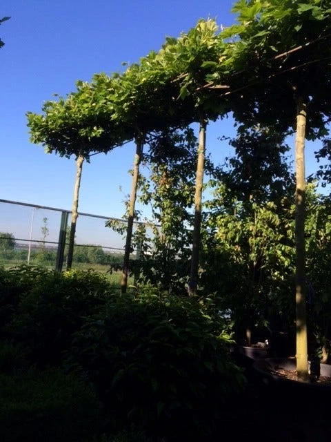 Dakplataan (Platanus Hispanica ) - Afbeelding 5