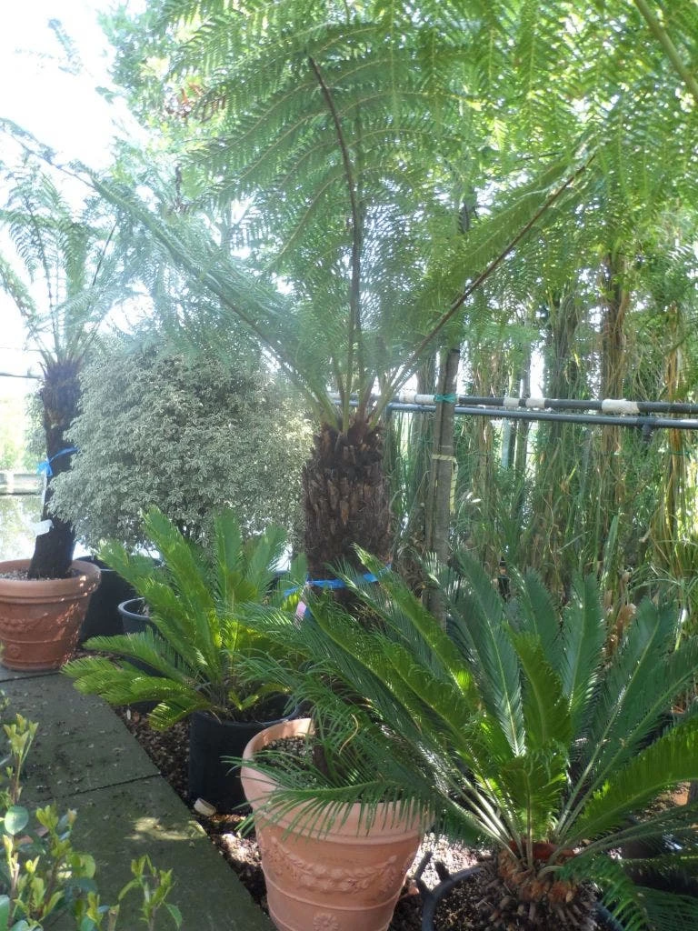 Grote Boomvaren (Dicksonia Antarctica) - Afbeelding 9