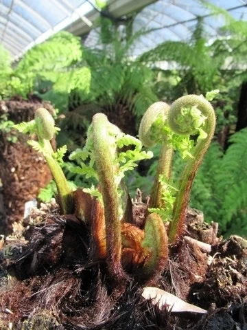 Grote Boomvaren (Dicksonia Antarctica) - Afbeelding 13