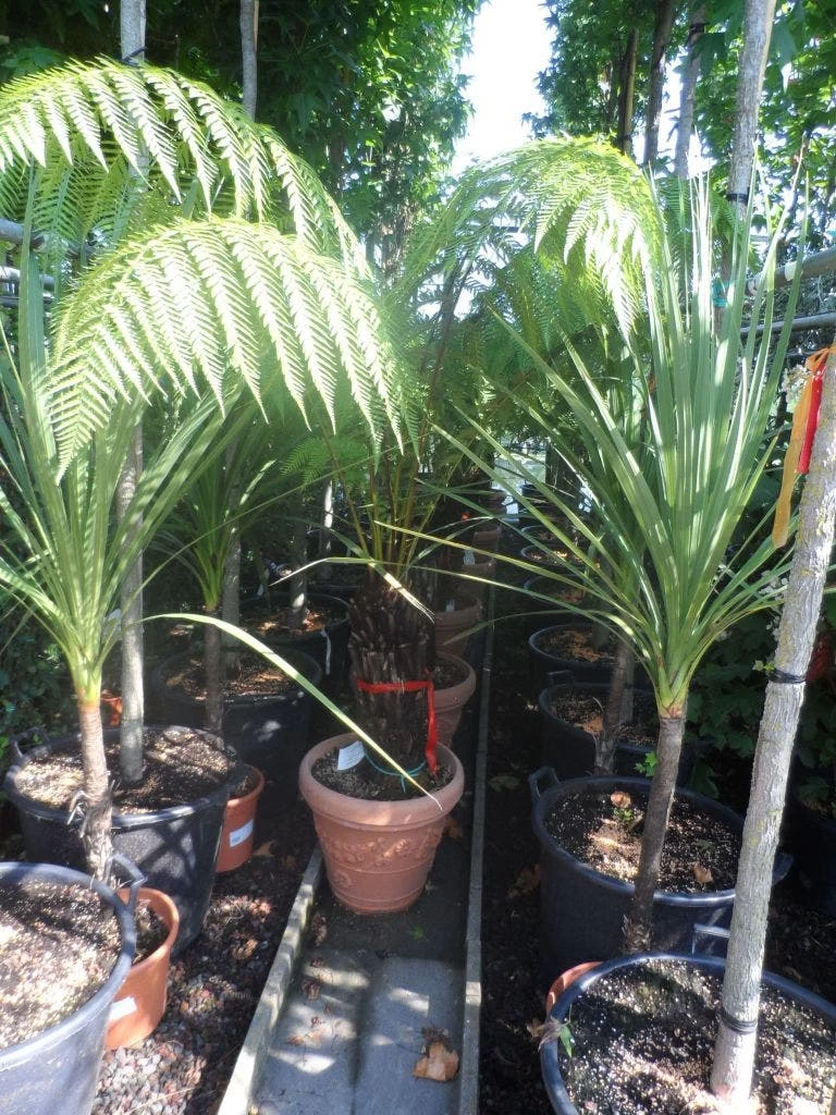 Grote Boomvaren (Dicksonia Antarctica) - Afbeelding 8