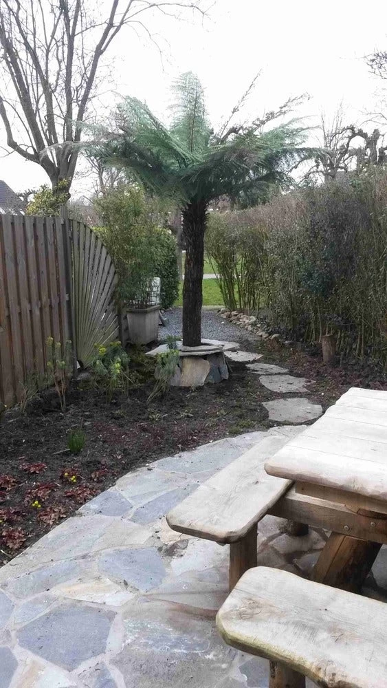 Grote Boomvaren (Dicksonia Antarctica) - Afbeelding 11