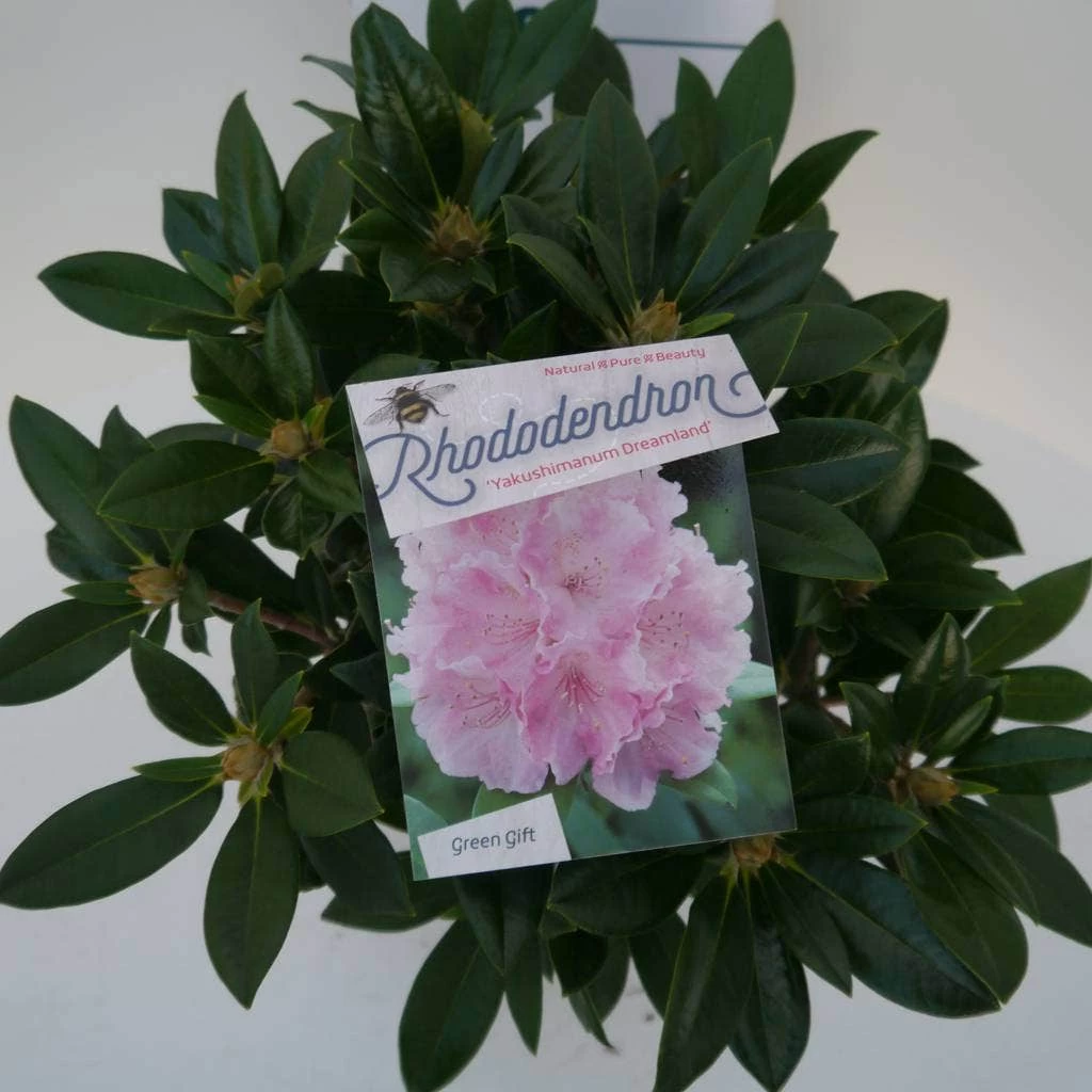 Dwergrhododendron (Rhododendron 'Dreamland') - Afbeelding 6