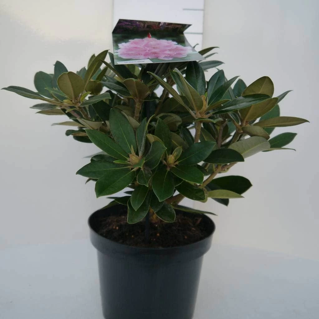 Dwergrhododendron (Rhododendron 'Dreamland') - Afbeelding 7
