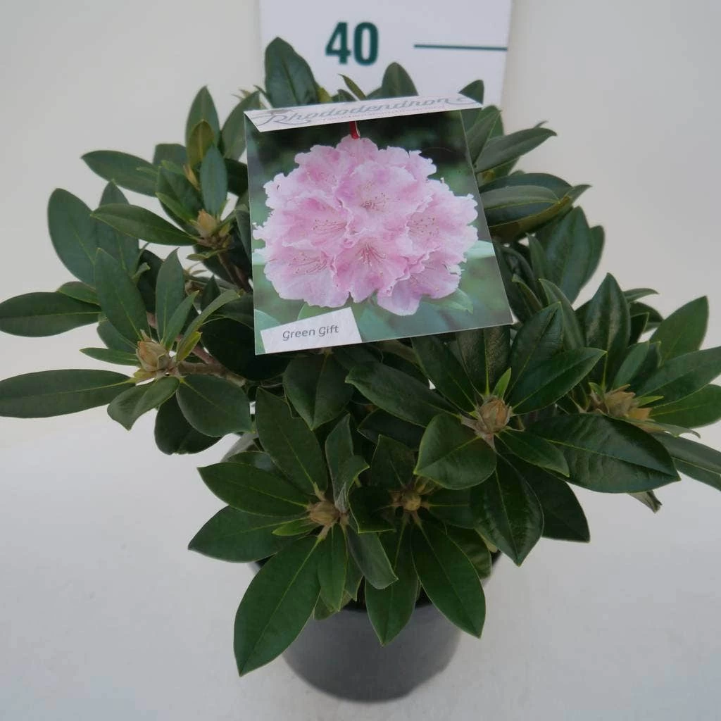Dwergrhododendron (Rhododendron 'Dreamland') - Afbeelding 8