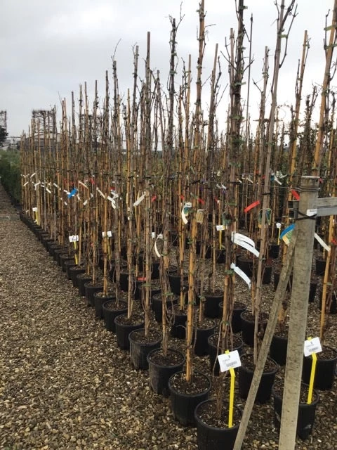 Witte Druif (Vitis Vinifera 'Italia') - Afbeelding 3