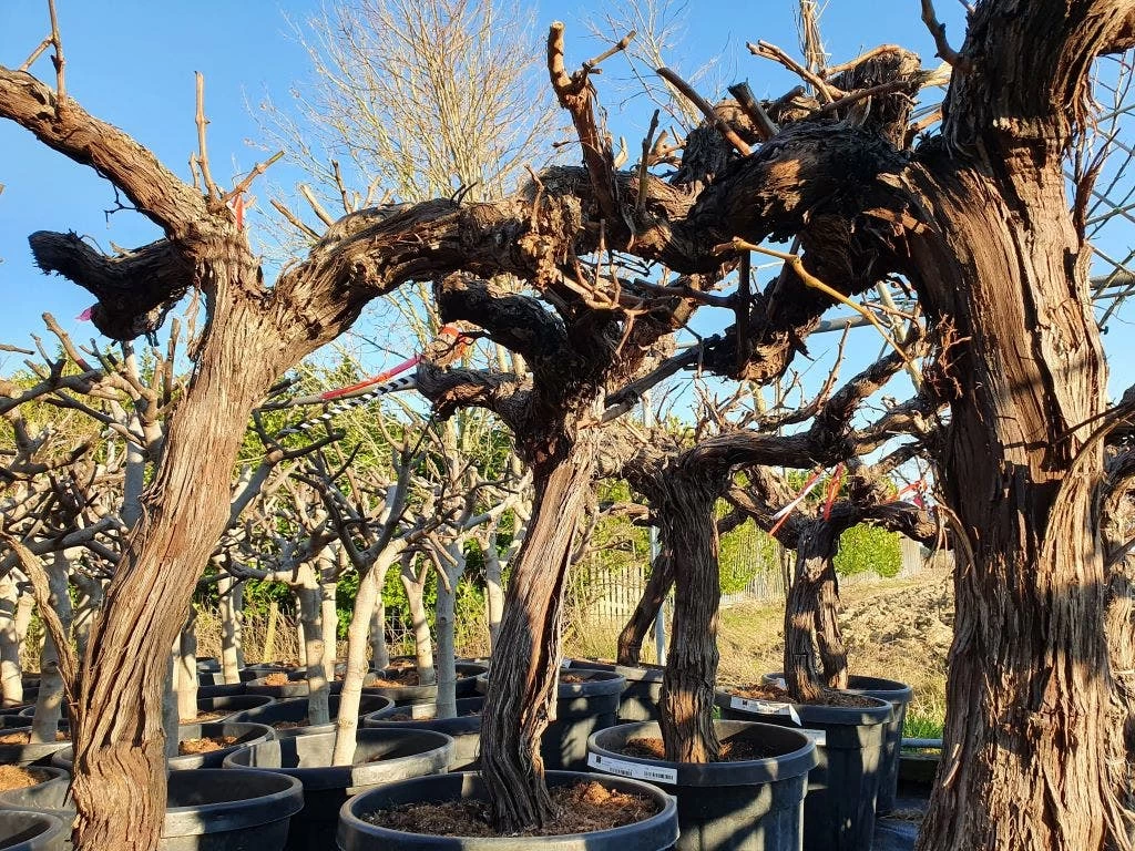 Druif, Op Stam (Vitis Vinifera) - Afbeelding 7