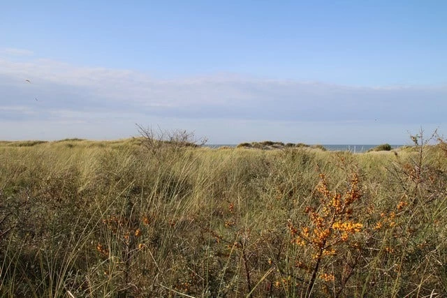 Duindoorn (Hippophae Rhamnoides) - Afbeelding 5