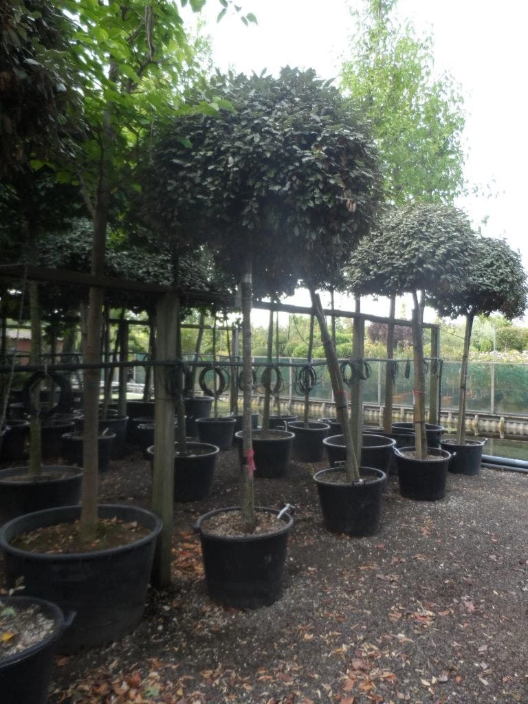 Olijfwilg Als Boom (Elaeagnus Ebbingei) - Afbeelding 4