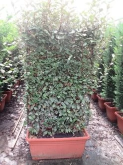 Olijfwilg Als Leivorm (Elaeagnus Ebbingei 'Compacta')