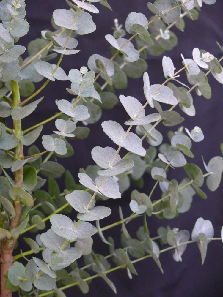 Winterharde Eucalyptus (Eucalyptus Gunnii 'Azura') - Afbeelding 5