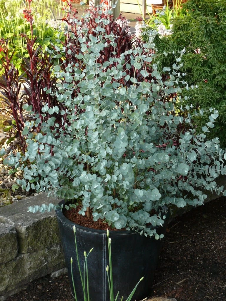 Winterharde Eucalyptus (Eucalyptus Gunnii 'Azura') - Afbeelding 4