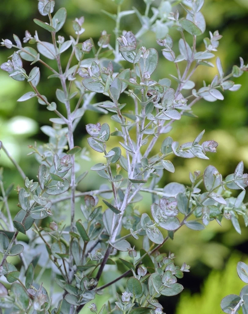 Winterharde Gomboom (Eucalyptus Gunnii) - Afbeelding 2