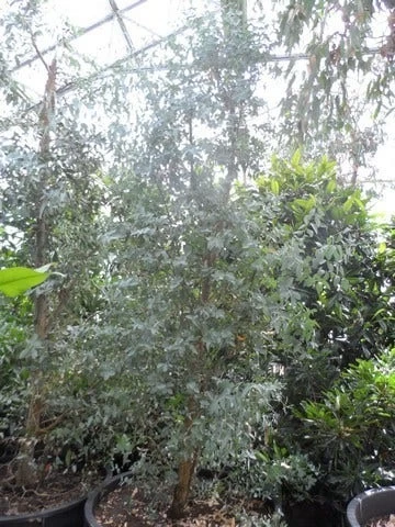 Winterharde Gomboom (Eucalyptus Gunnii) - Afbeelding 4