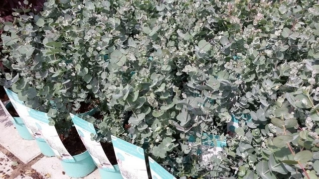 Winterharde Eucalyptus (Eucalyptus Gunnii 'Azura') - Afbeelding 7