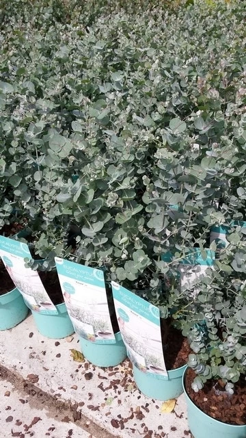 Winterharde Eucalyptus (Eucalyptus Gunnii 'Azura') - Afbeelding 6