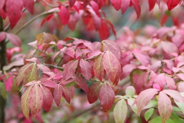Kardinaalshoed (Euonymus Alatus 'Compactus') - Afbeelding 6