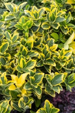 Kardinaalshoed (Euonymus Japonicus 'Aureomarginatus')