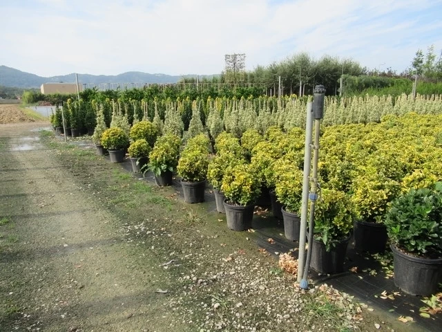 Kardinaalshoed Als Bol (Euonymus Japonicus 'Aureus') - Afbeelding 2