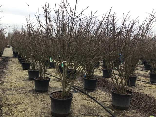 Meerstammige Kardinaalshoed (Euonymus Alatus) - Afbeelding 4