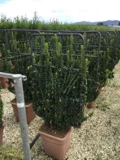 Kardinaalsmuts Als Leivorm (Euonymus Japonicus 'Benkomasaki')