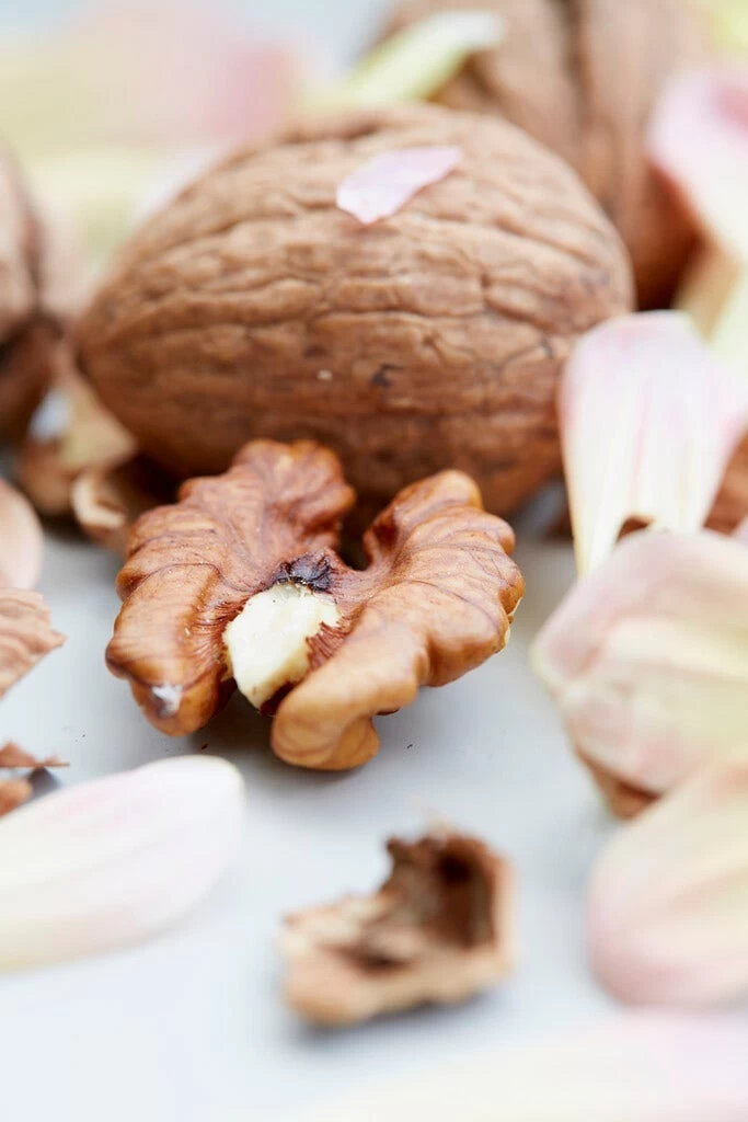 Grote Walnoot (Juglans Regia) - Afbeelding 2