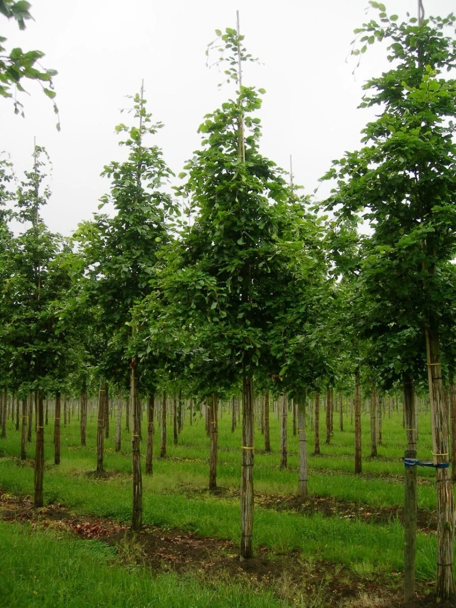 Grote Beuk (Fagus Sylvatica) - Afbeelding 2