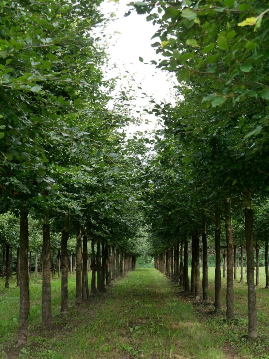 Grote Beuk (Fagus Sylvatica) - Afbeelding 3