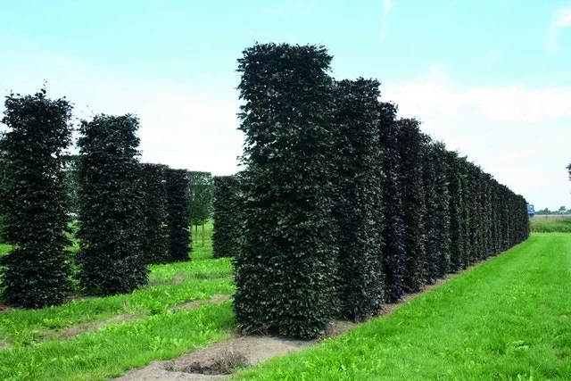 Rode Beukenhaag Als Haagelement (Fagus Sylvatica 'Atropunicea') - Afbeelding 6