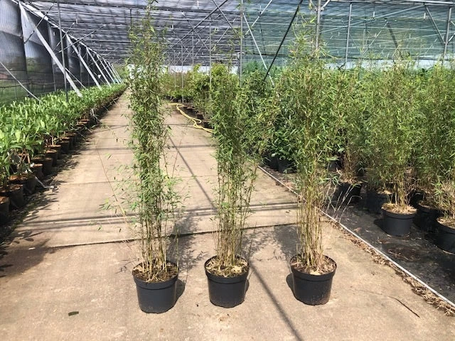 Niet Woekerende Bamboe (Fargesia 'Jiuzhaigou') - Afbeelding 7