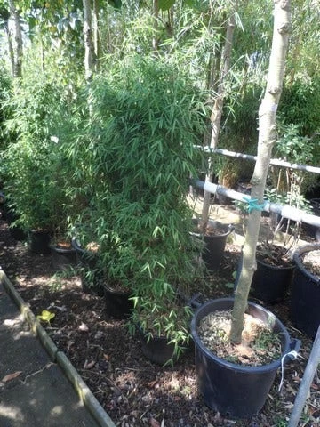 Niet Woekerende Bamboe (Fargesia 'Jiuzhaigou') - Afbeelding 16