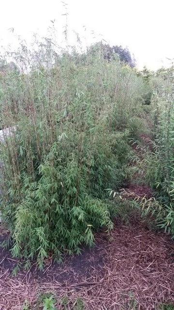 Niet Woekerende Bamboe (Fargesia 'Jiuzhaigou') - Afbeelding 2