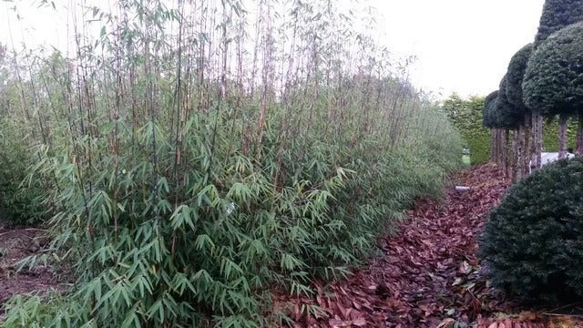 Niet Woekerende Bamboe (Fargesia 'Jiuzhaigou') - Afbeelding 5