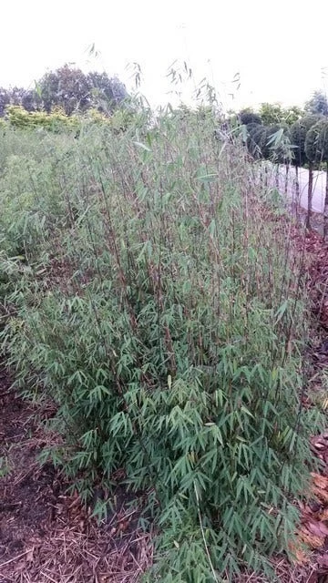 Niet Woekerende Bamboe (Fargesia 'Jiuzhaigou') - Afbeelding 3