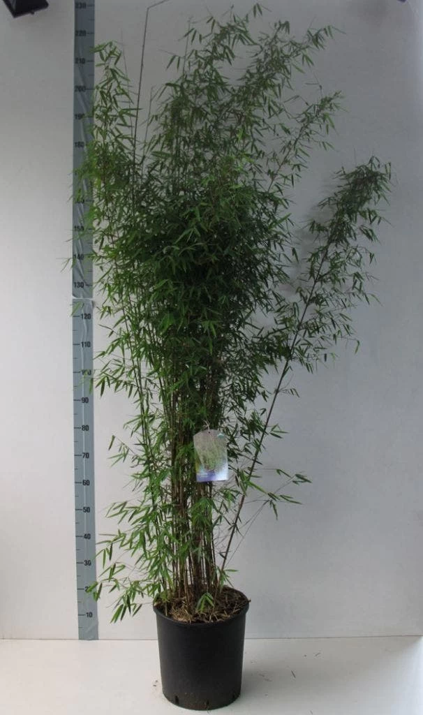 Niet Woekerende Bamboe (Fargesia 'Jiuzhaigou') - Afbeelding 15