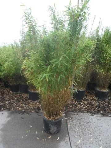 Niet Woekerende Bamboe (Fargesia Murieliae 'Simba') - Afbeelding 11